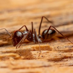 pest damage to insulation and wiring in a mobile home crawlspace